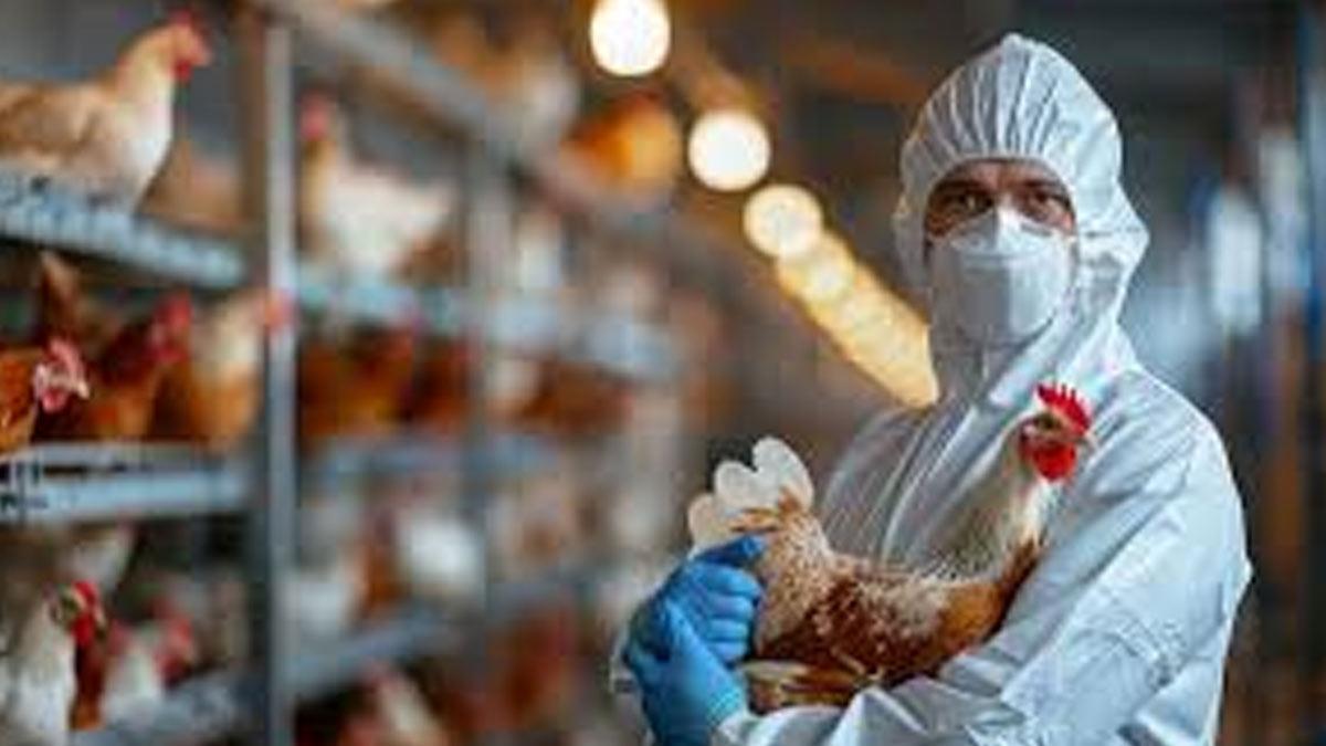 Challenges Intensify in Tracking U.S. Bird Flu Outbreak